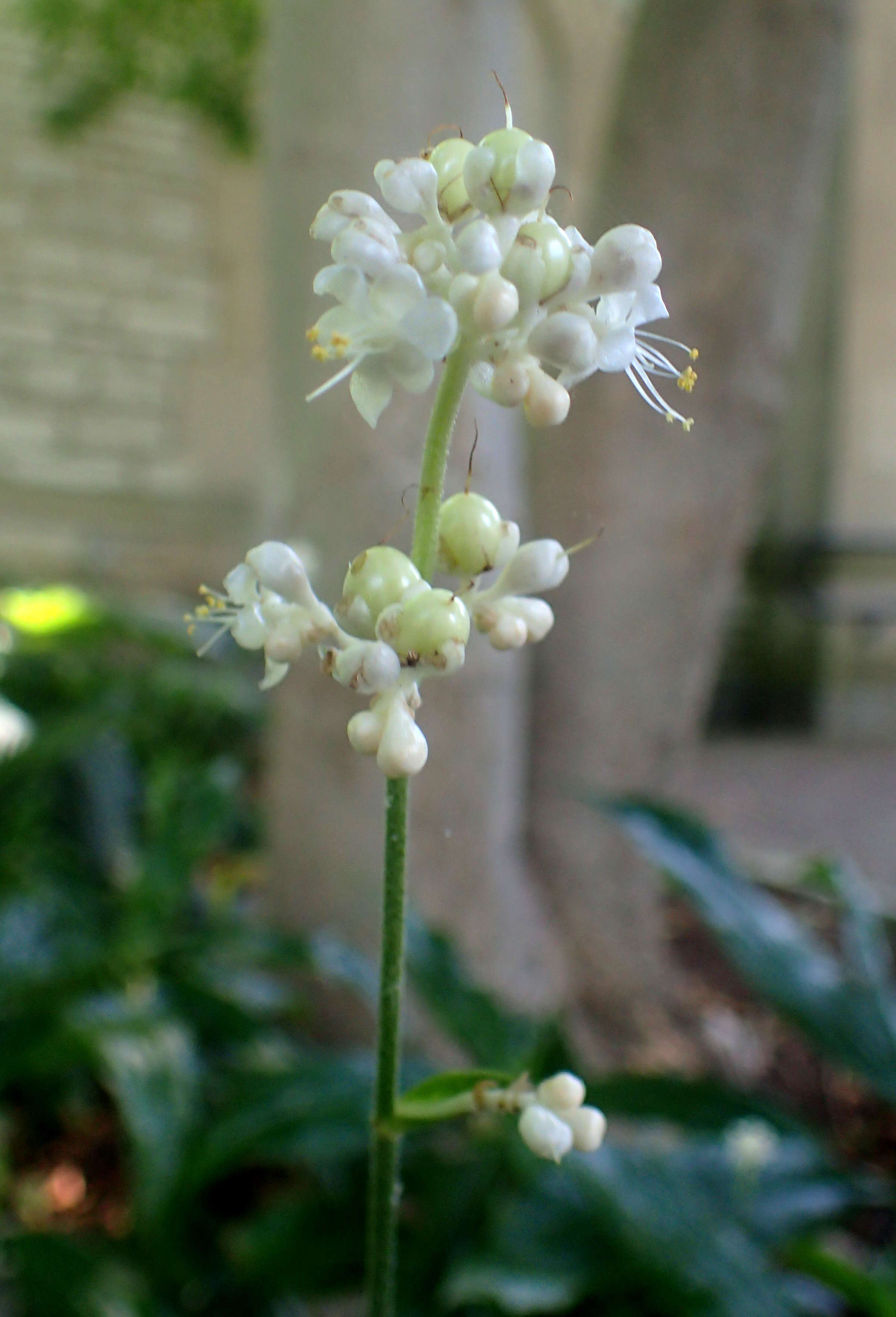 Image of Pollia japonica Thunb.