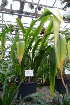 Image of Pitcairnia wendlandii Baker