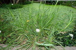 Image of St. Augustine grass