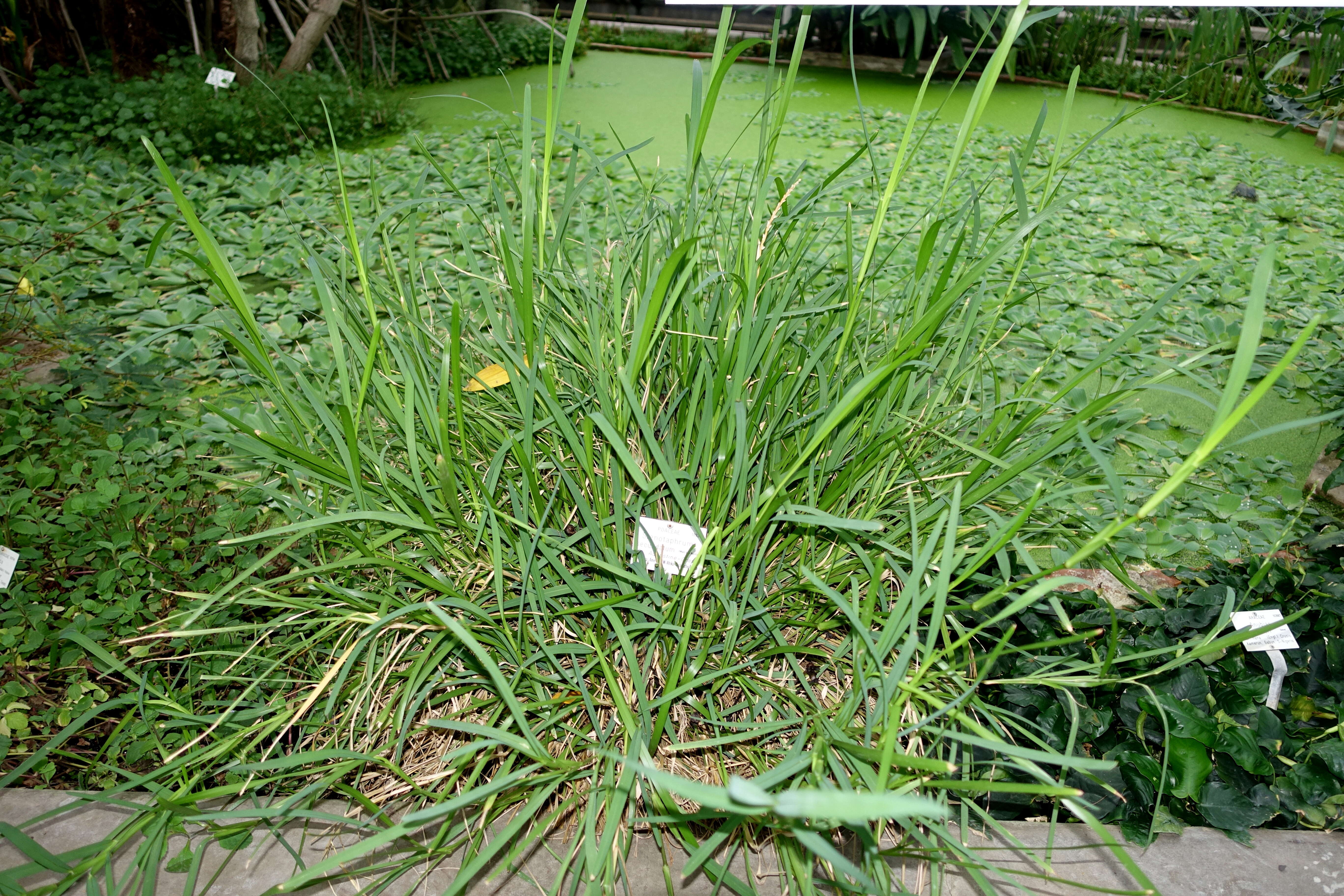 Image of St. Augustine grass