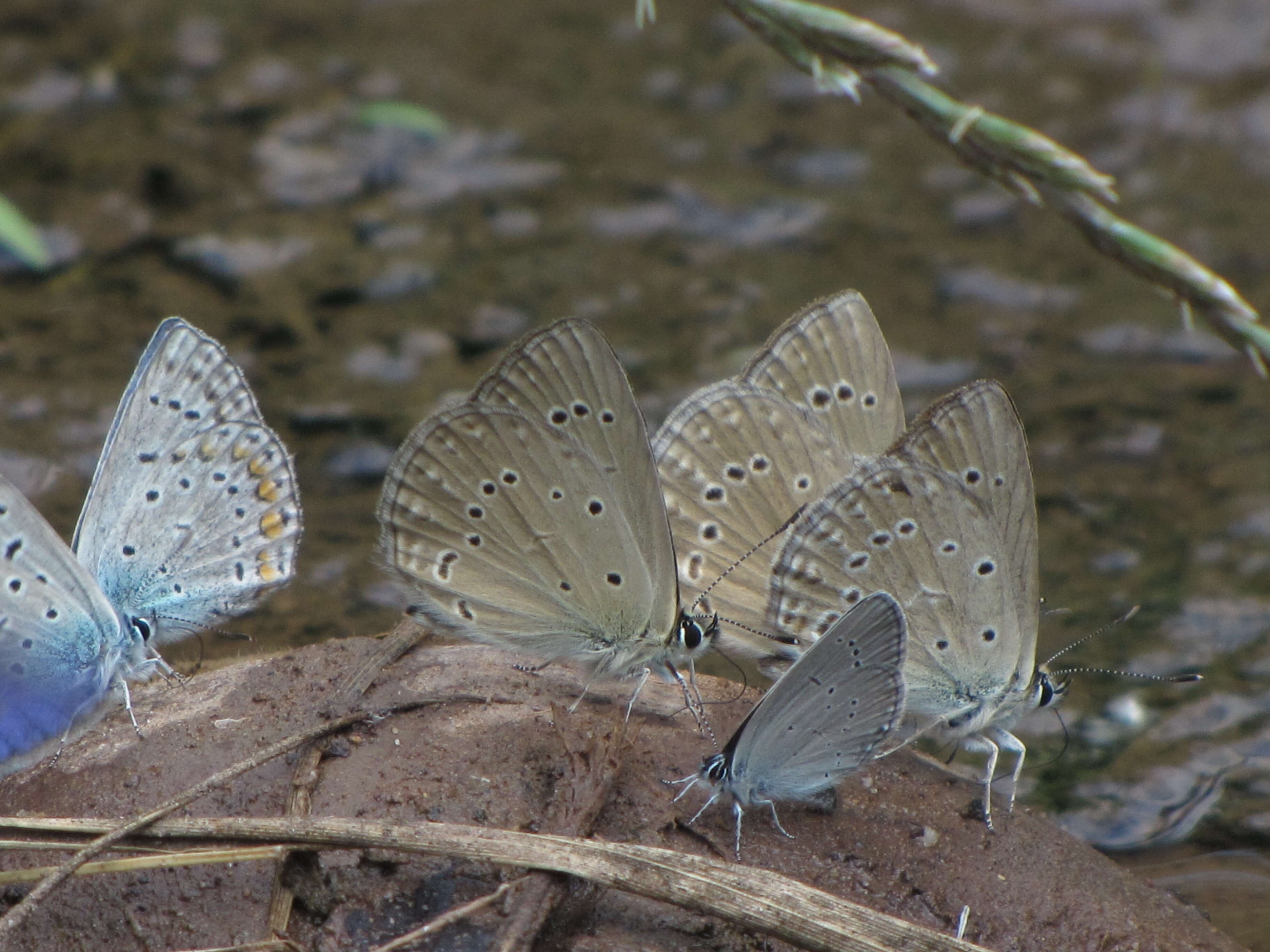 Image of Polyommatus admetus (Esper (1783))