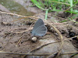 Image of small blue
