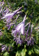 Imagem de Hosta laevigata