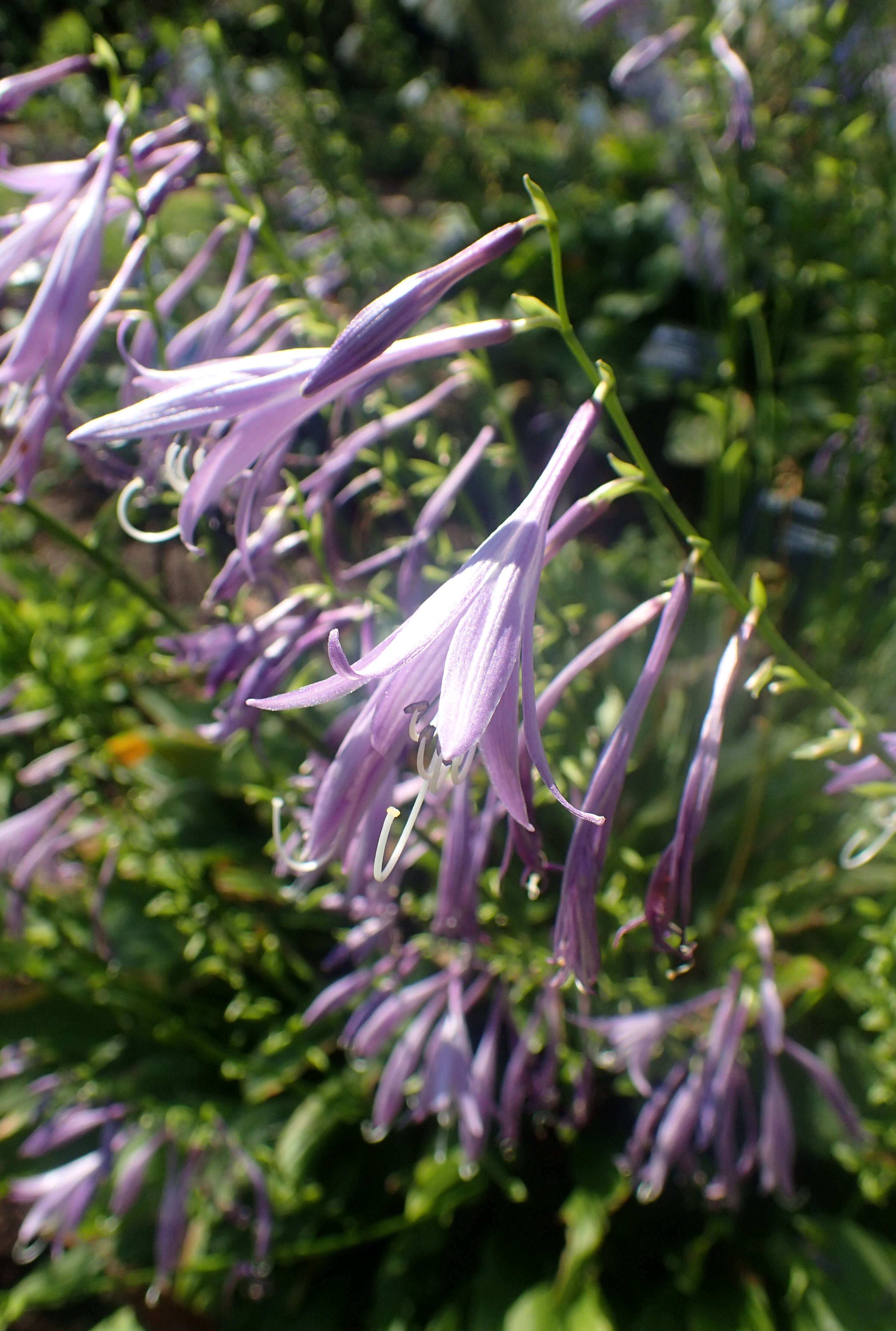 Imagem de Hosta laevigata