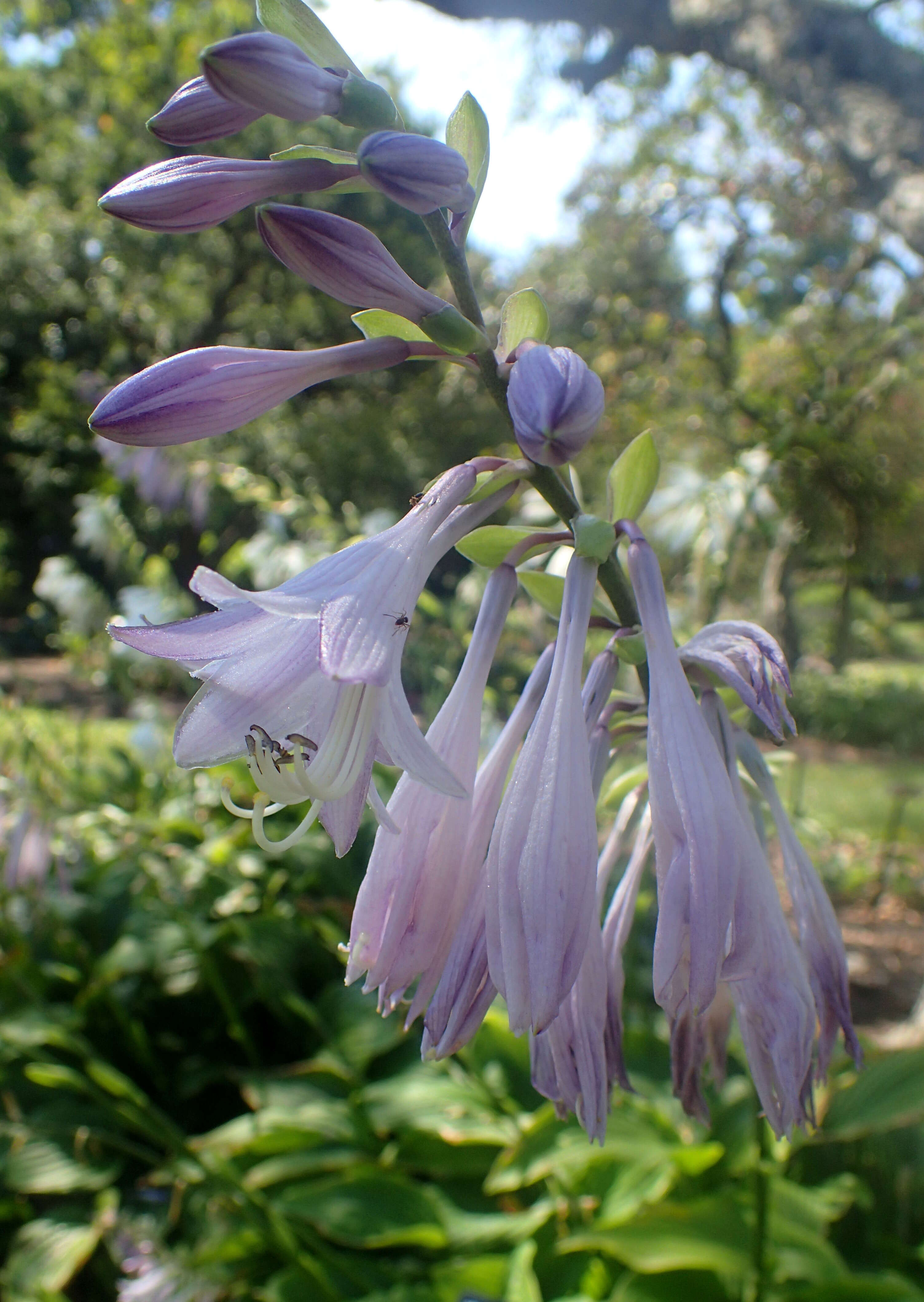 Imagem de Hosta kiyosumiensis F. Maek.