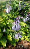 Imagem de Hosta kiyosumiensis F. Maek.