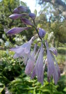 Imagem de Hosta kiyosumiensis F. Maek.