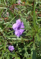 Image de Ruellia simplex Wright