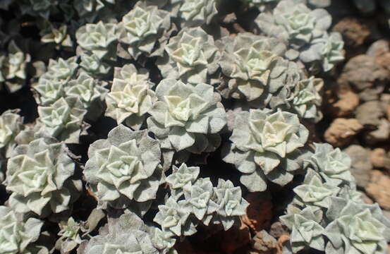 Imagem de Antennaria aromatica E. F. Evert