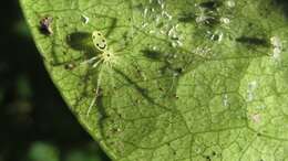 Image of Theridion grallator Simon 1900