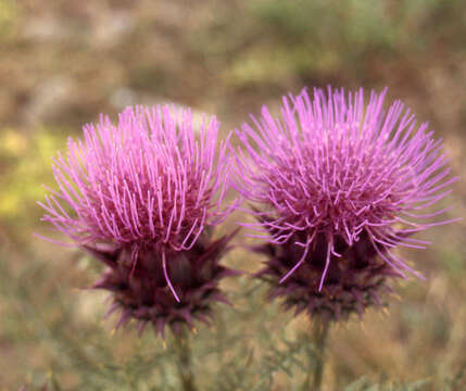 Image of cardoon