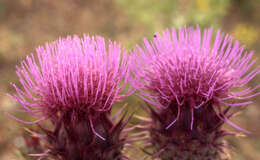 Image of cardoon