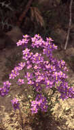 Image of Centaury