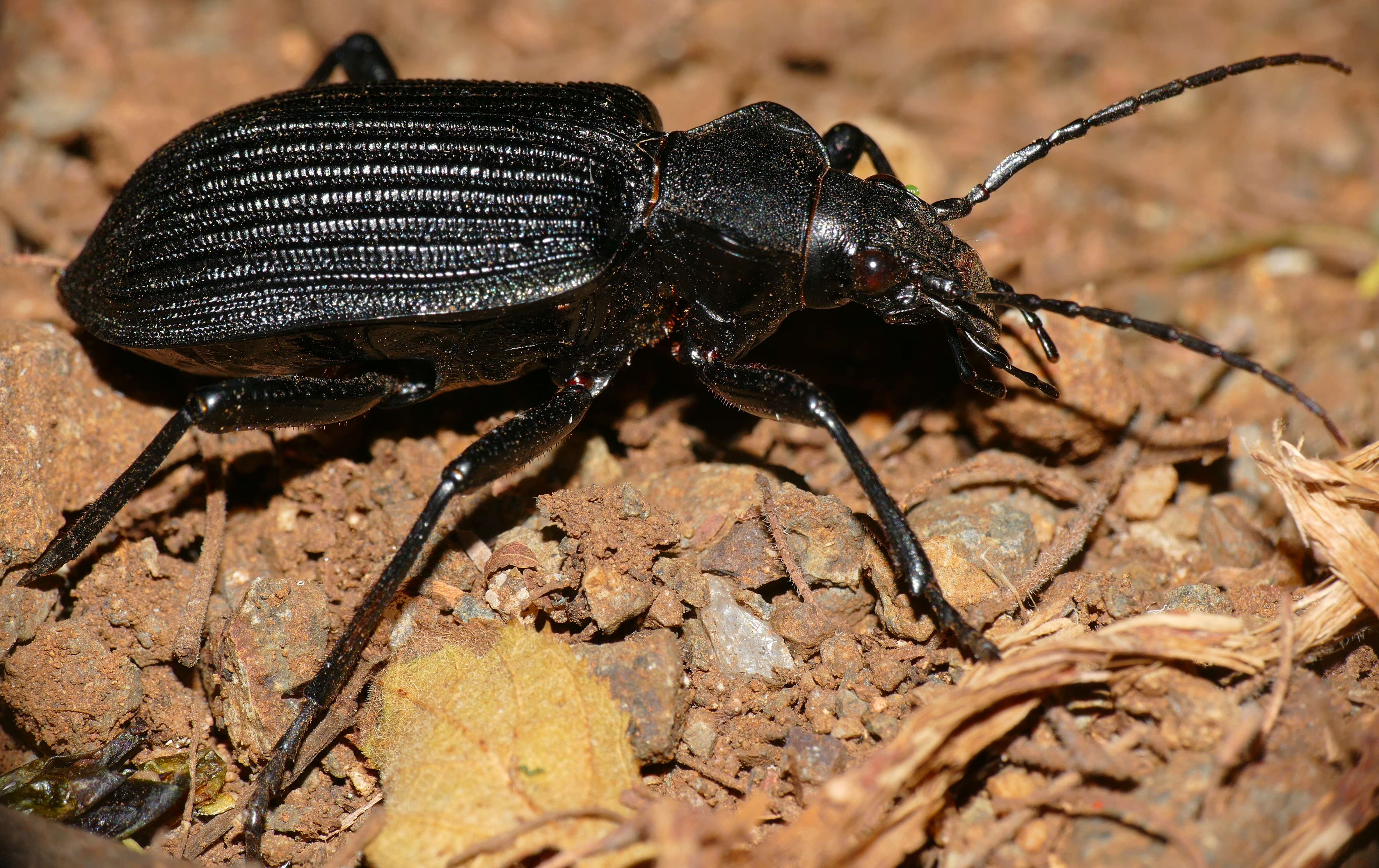 Image of Calosoma (Ctenosta) planicolle Chaudoir 1869