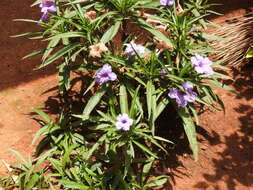 Image de Ruellia simplex Wright