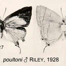 Image of Pseudiolaus poultoni Riley 1928