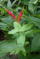 Plancia ëd Spigelia marilandica (L.) L.