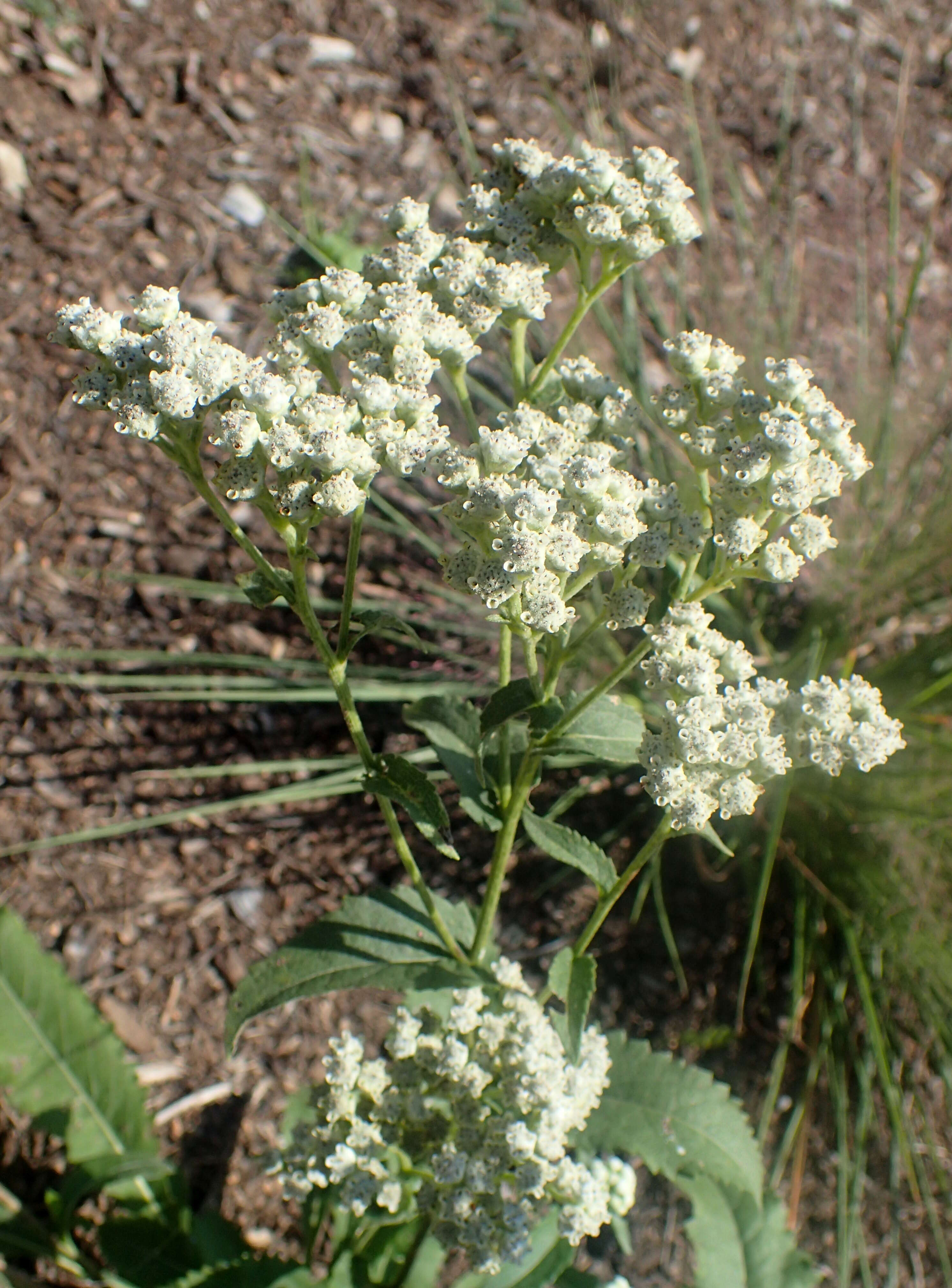 Image of American feverfew