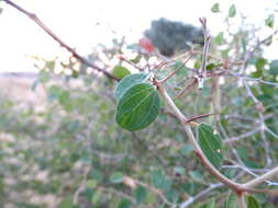 Plancia ëd Ziziphus nummularia (Burm. fil.) Wight & Walk.-Arn.