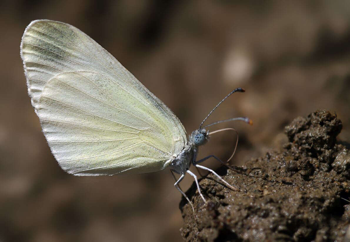 Image of Leptidea duponcheli (Staudinger 1871)