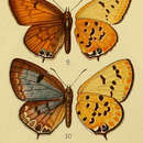 Imagem de Lepidochrysops cupreus (Neave 1910)