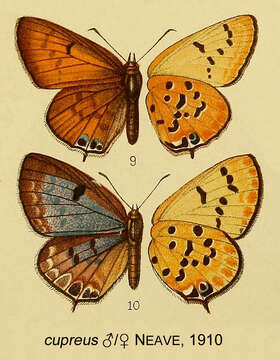 Imagem de Lepidochrysops cupreus (Neave 1910)