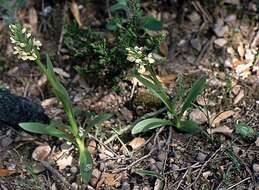 Image de Dactylorhiza insularis (Sommier) Ó. Sánchez & Herrero