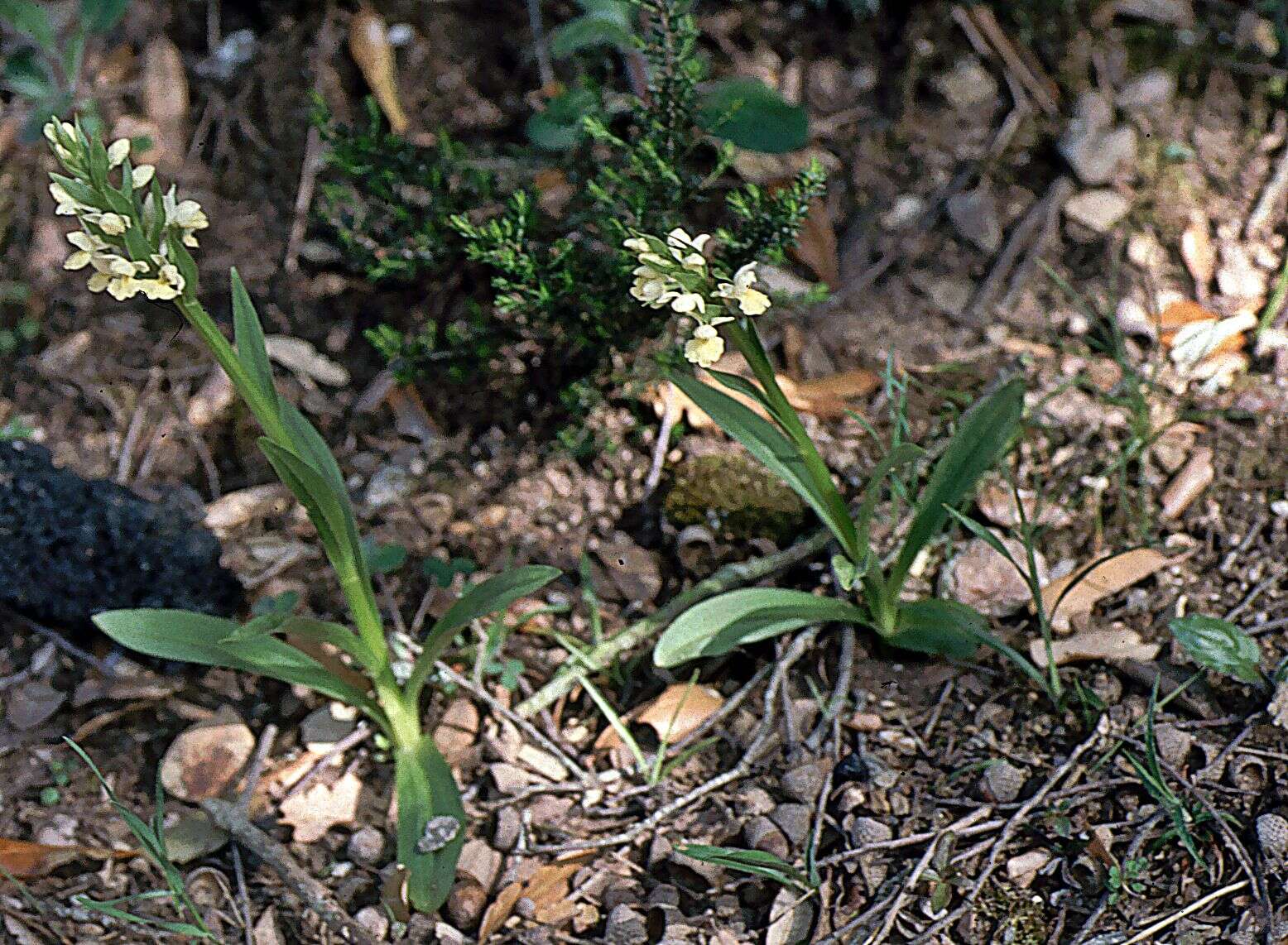 Image de Dactylorhiza insularis (Sommier) Ó. Sánchez & Herrero