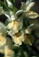 Image de Dactylorhiza insularis (Sommier) Ó. Sánchez & Herrero