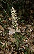 صورة Orchis provincialis Balb. ex Lam. & DC.