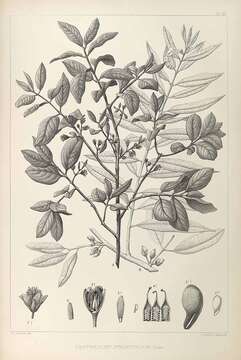 Image of Cratoxylum formosum (Jack) Benth. & Hook. fil. ex Dyer