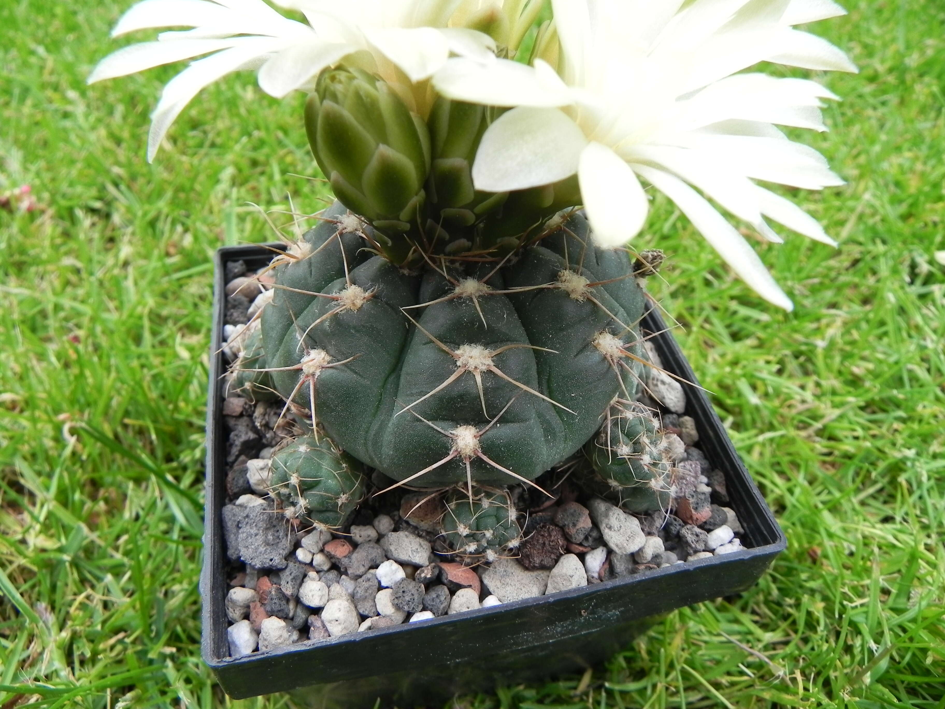 Image of Gymnocalycium andreae (Boed.) Backeb.