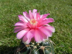 Image of Gymnocalycium denudatum (Link & Otto) Pfeiff. ex Mittler