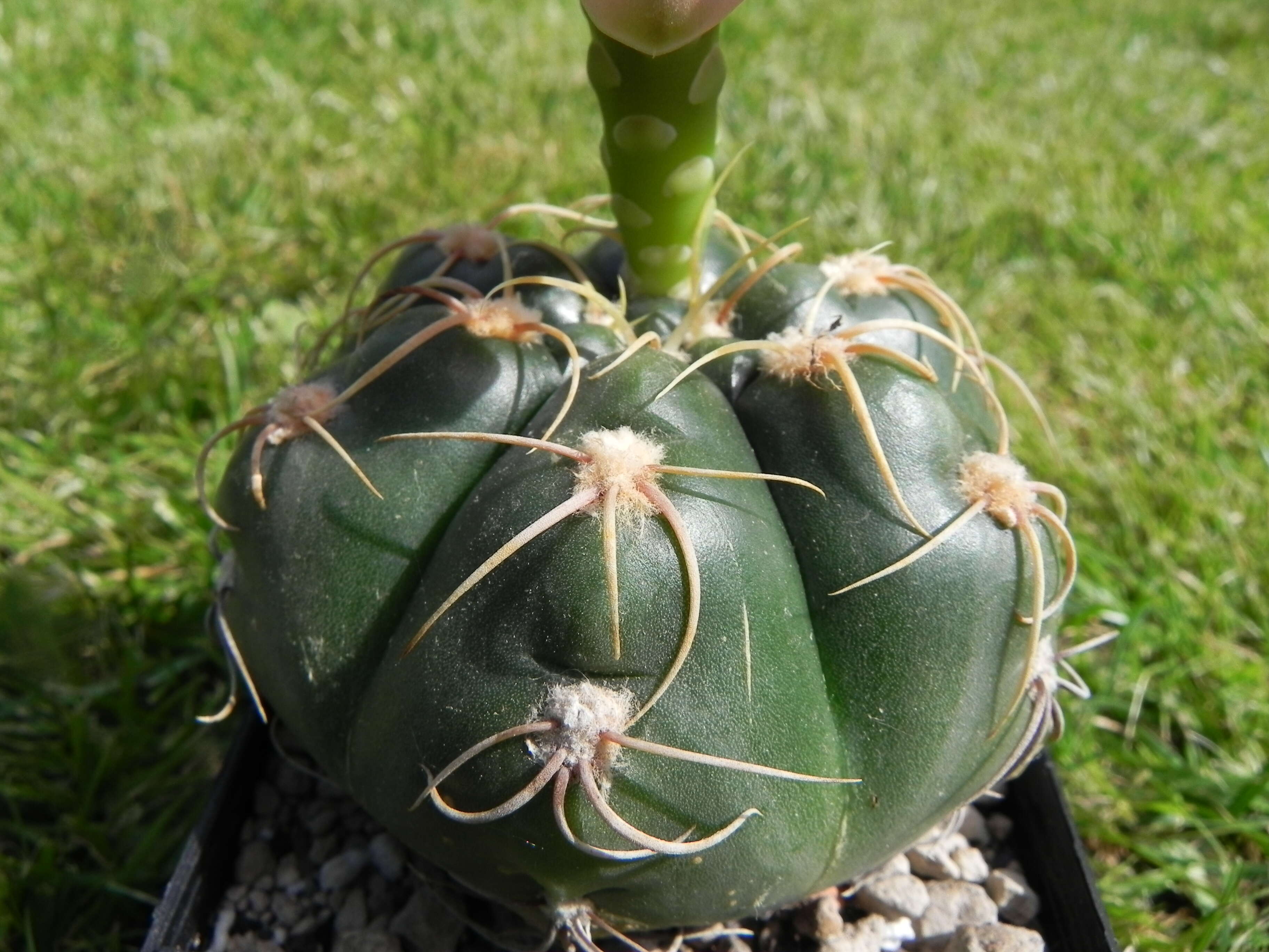 Image of Gymnocalycium denudatum (Link & Otto) Pfeiff. ex Mittler