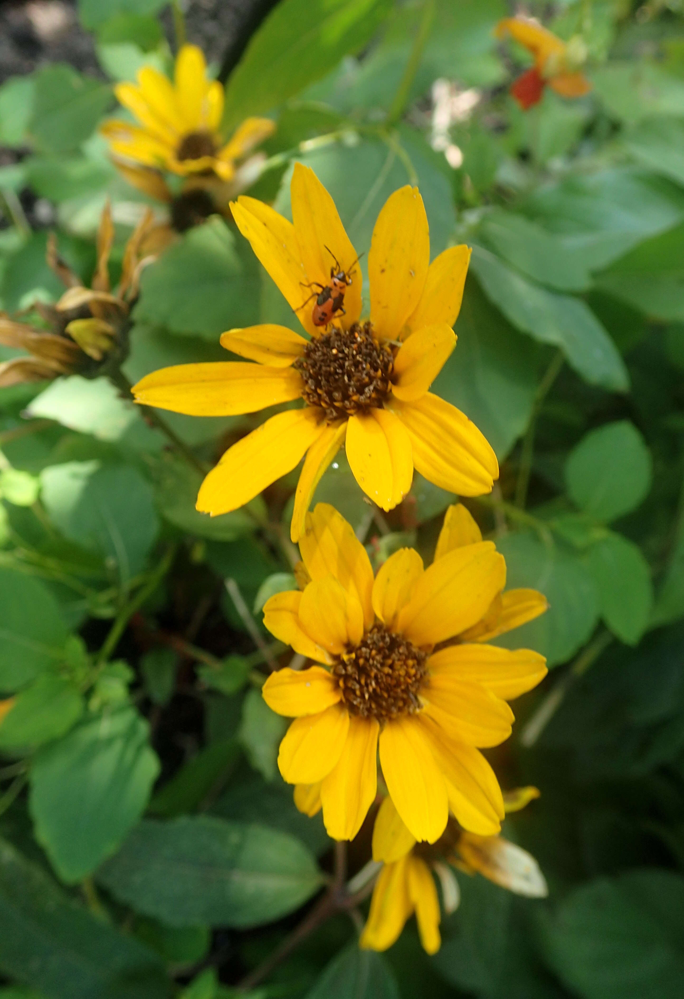 Image of fewleaf sunflower