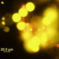 Image de Chlorella M. Beijerinck 1890