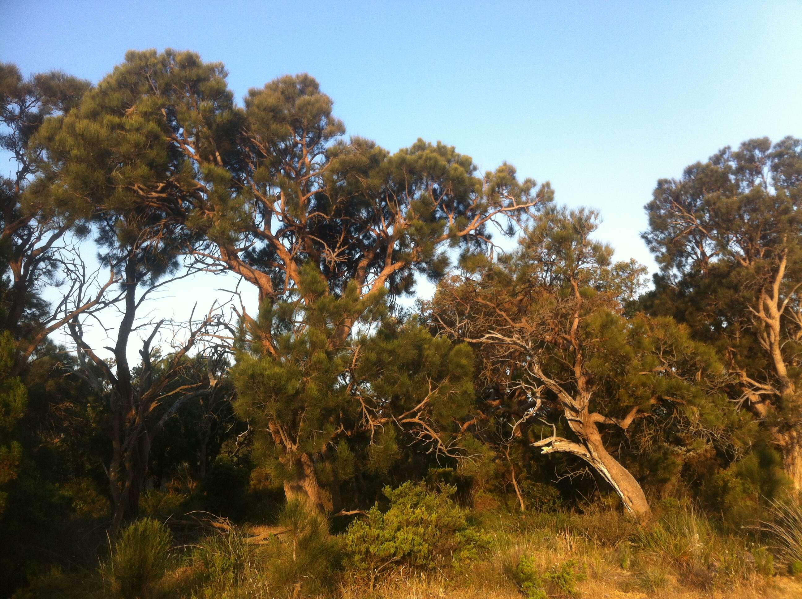 Image of Allocasuarina fraseriana (Miq.) L. A. S. Johnson