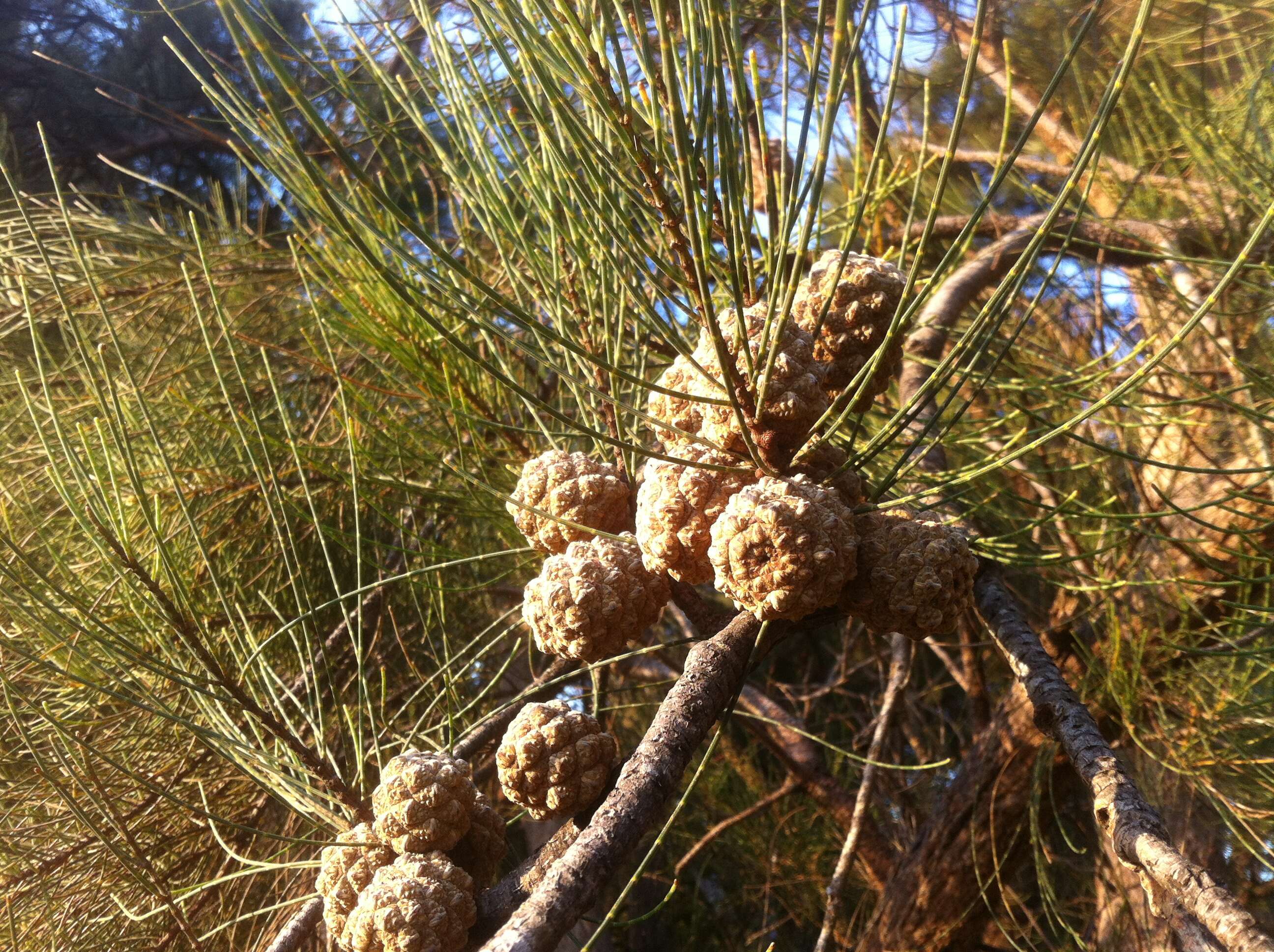 Image of Allocasuarina fraseriana (Miq.) L. A. S. Johnson