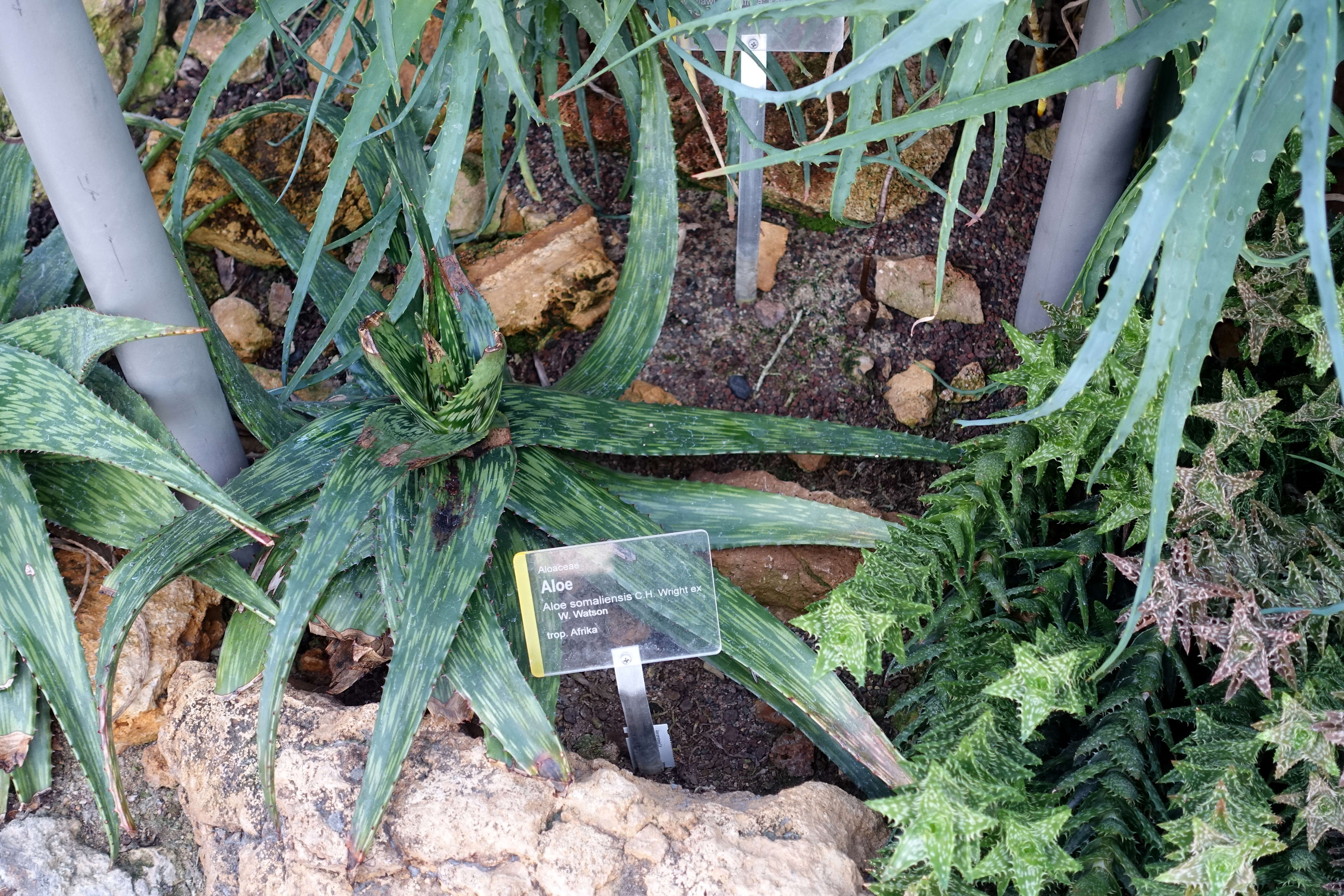 Слика од Aloe somaliensis C. H. Wright ex W. Watson