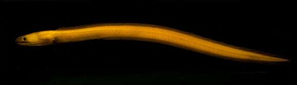 Image of Collared Eel