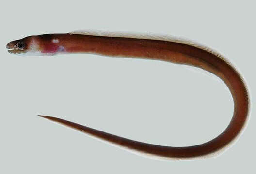 Image of Collared Eel