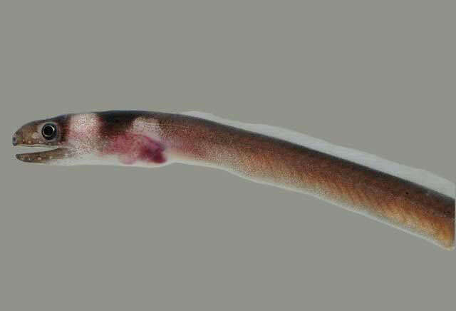 Image of Collared Eel