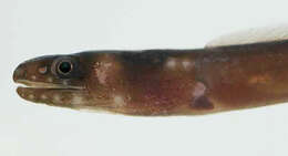Image of Collared Eel
