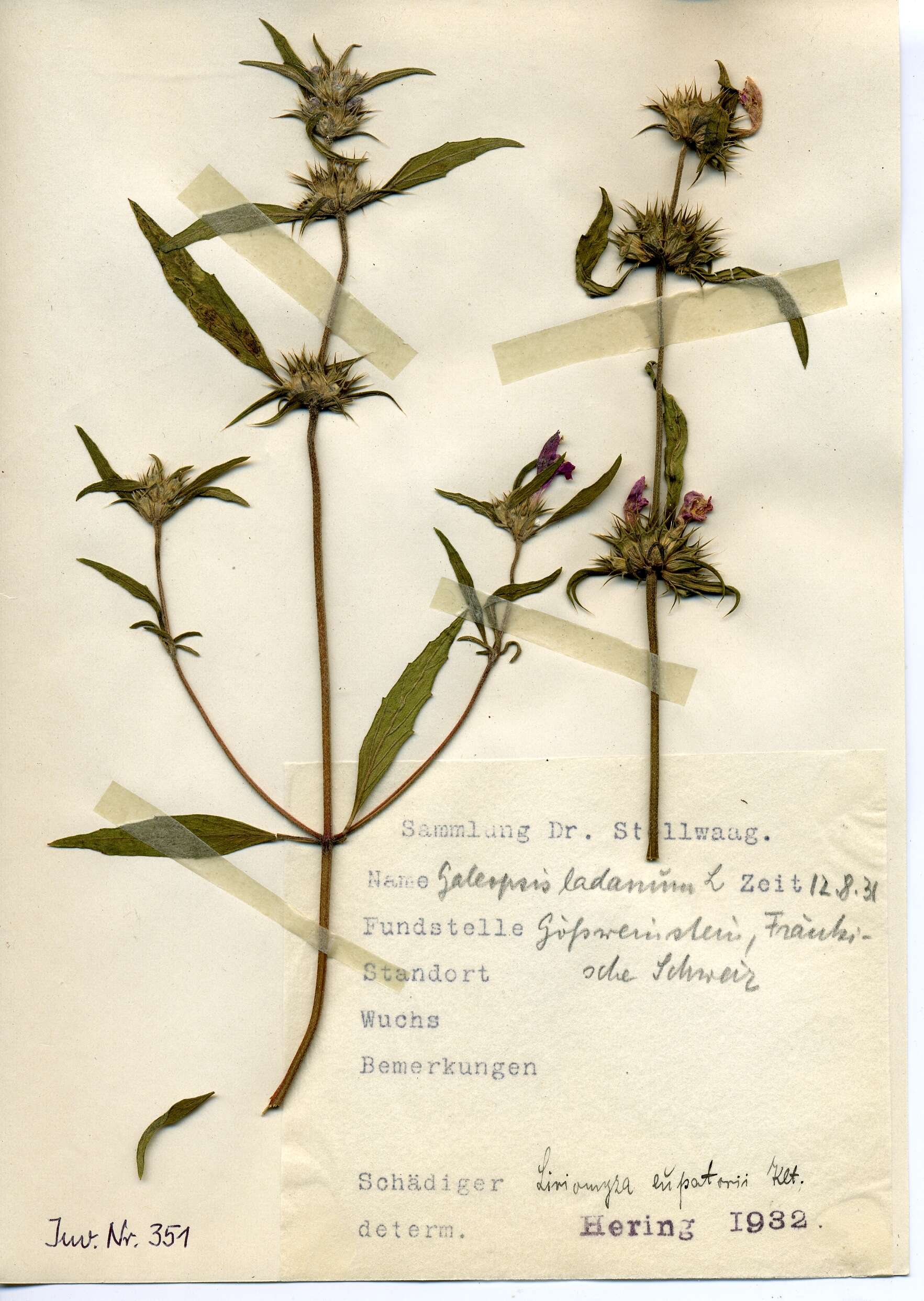 Image of Liriomyza eupatorii (Kaltenbach 1874)