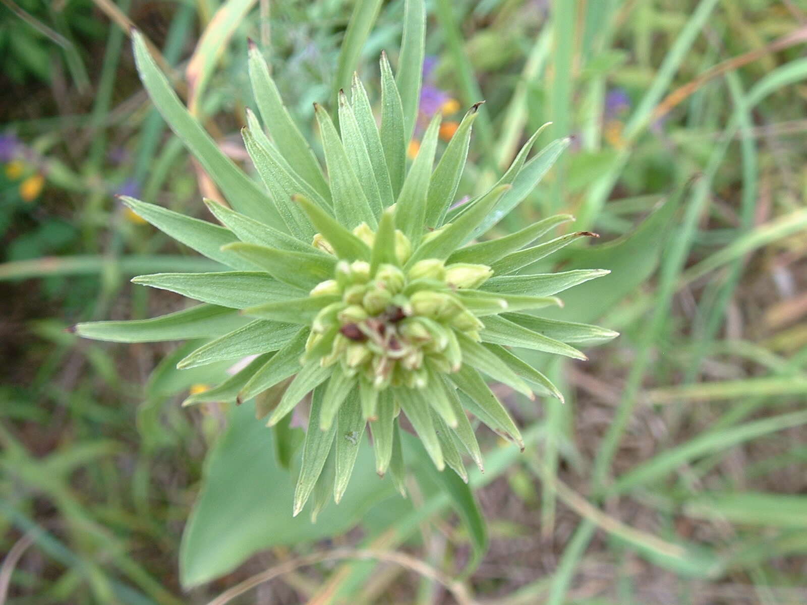 Imagem de Epipactis helleborine subsp. orbicularis (K. Richt.) E. Klein