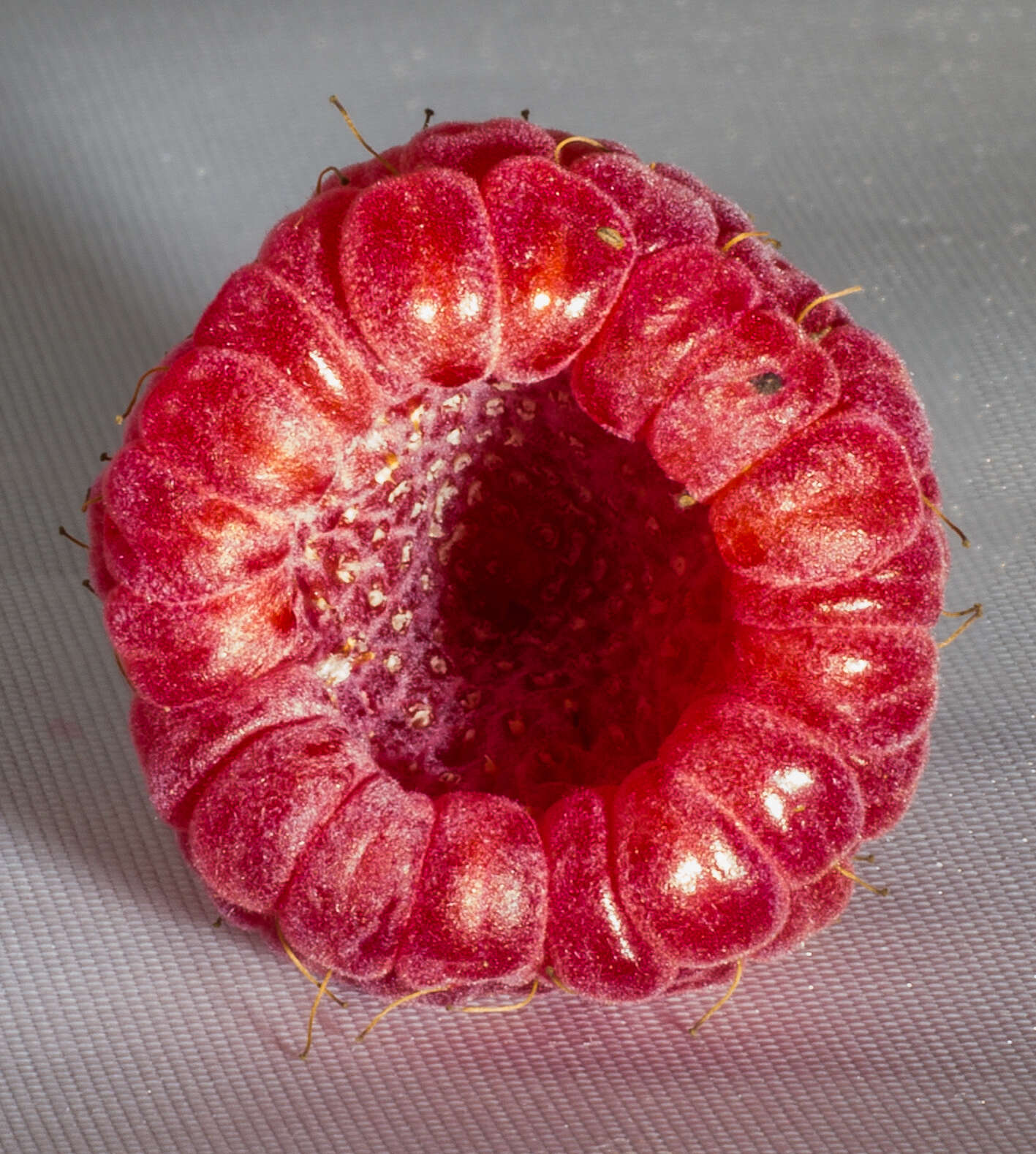 Image of grayleaf red raspberry