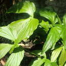 Image of Anthurium rimbachii Sodiro