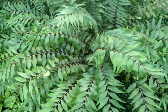 Image of Cycad