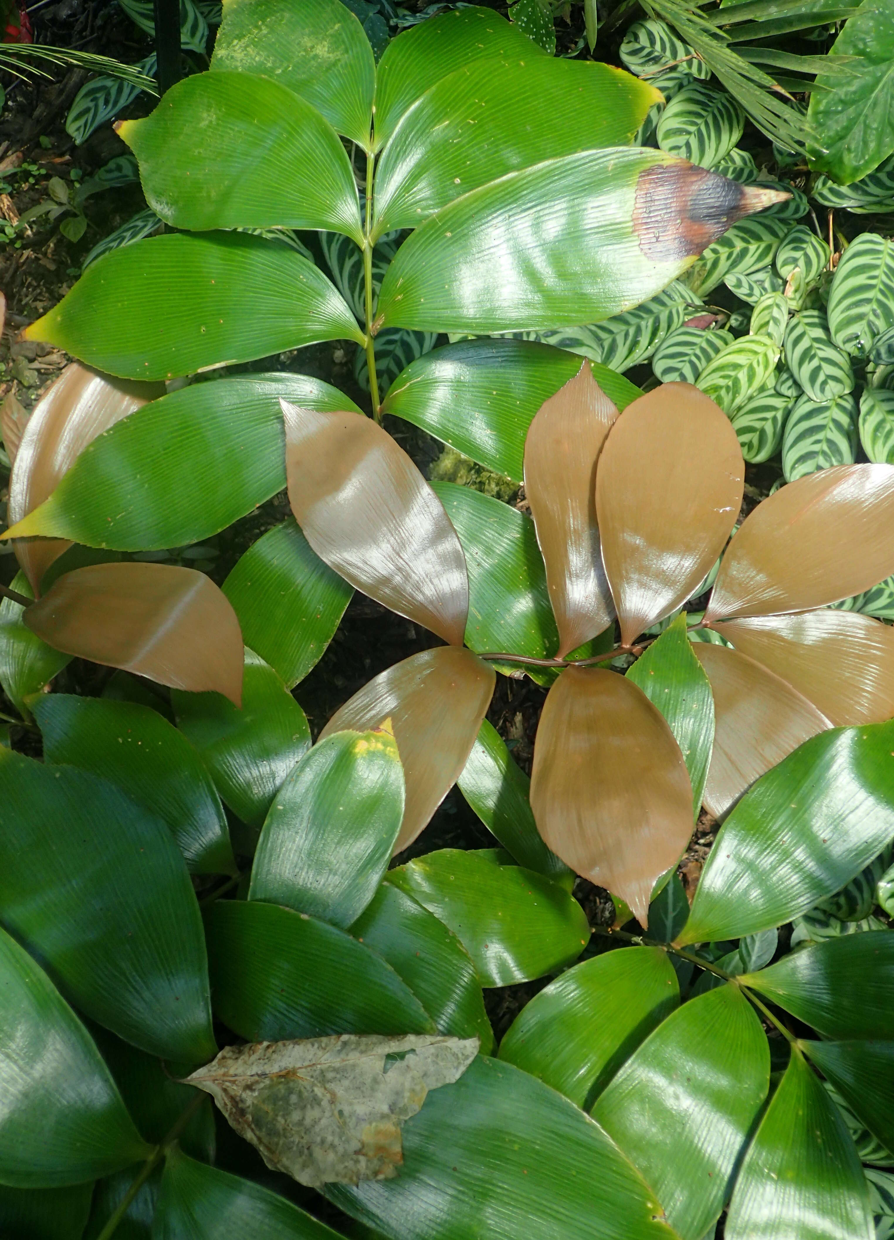 Image of Zamia purpurea Vovides, J. D. Rees & Vázq. Torres