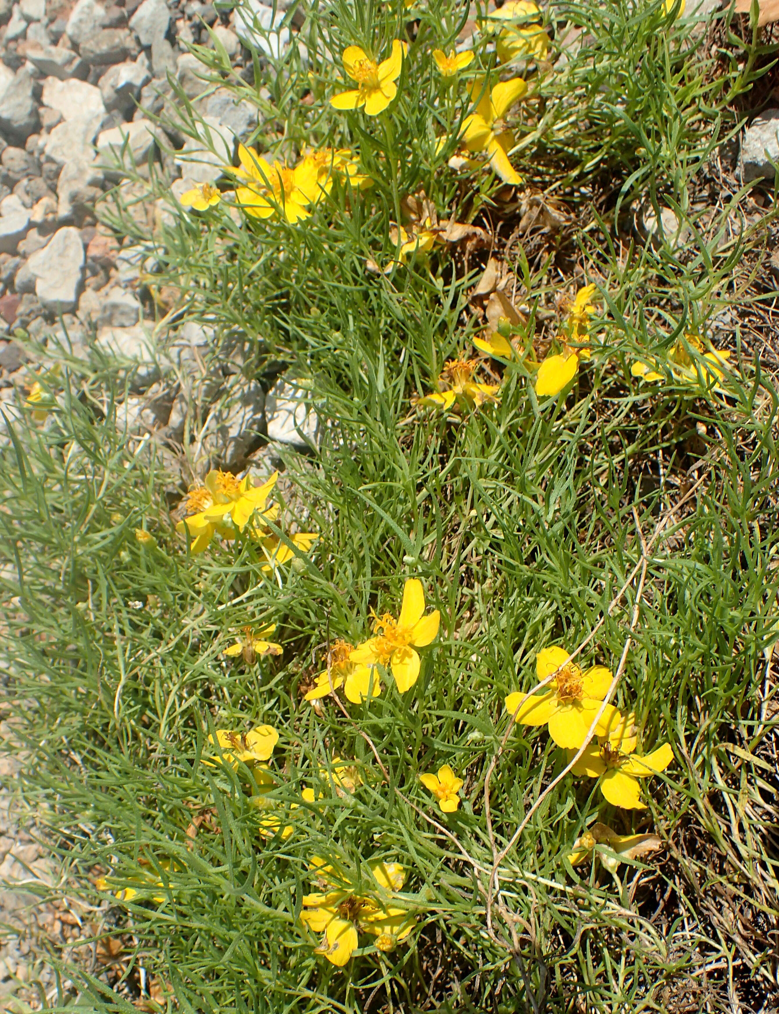 Image of Rocky Mountain zinnia
